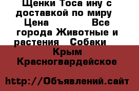 Щенки Тоса-ину с доставкой по миру › Цена ­ 68 000 - Все города Животные и растения » Собаки   . Крым,Красногвардейское